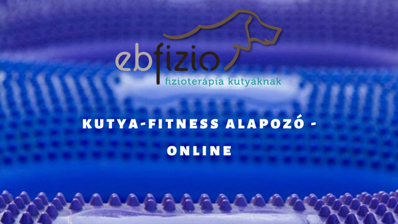 Online kutya-fitness alapozó