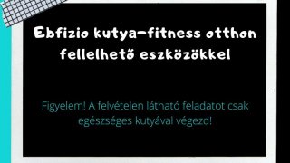 Ebfizio kutya-fitness otthoni eszközökkel