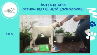 kutya-fitness otthon fellelhető eszközökkel 3.