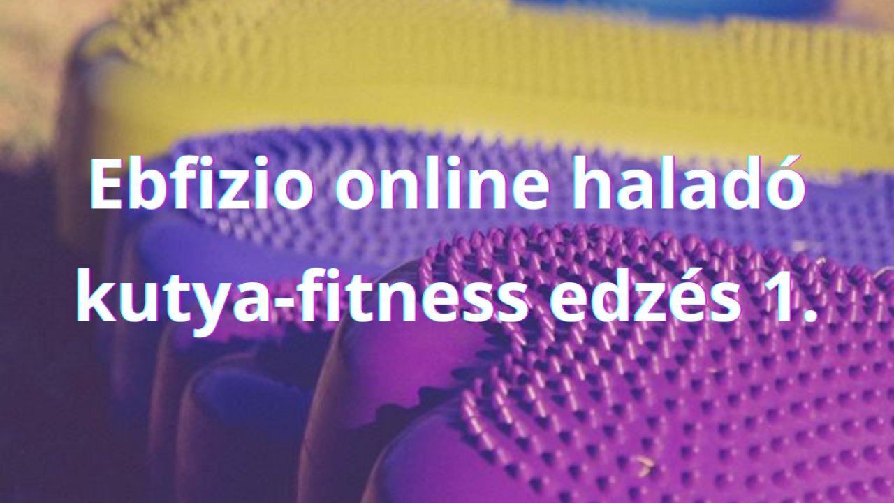 Ebfizio online haladó kutya-fitness edzés 1.