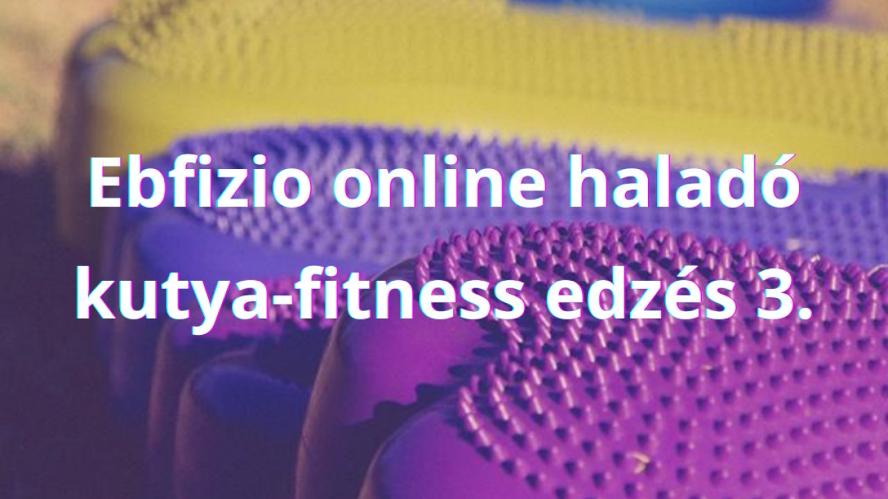 Ebfizio online haladó kutya-fitness edzés 3.